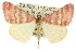  (Notiosterrha - 11ANIC-06464)  @15 [ ] CreativeCommons - Attribution (2011) ANIC/CBG Photography Group Centre for Biodiversity Genomics