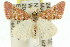  ( - 11ANIC-06474)  @14 [ ] CreativeCommons - Attribution (2011) ANIC/CBG Photography Group Centre for Biodiversity Genomics