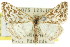  ( - 11ANIC-06483)  @11 [ ] CreativeCommons - Attribution (2011) ANIC/CBG Photography Group Centre for Biodiversity Genomics
