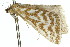  ( - 11ANIC-06484)  @11 [ ] CreativeCommons - Attribution (2011) ANIC/CBG Photography Group Centre for Biodiversity Genomics