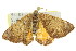  ( - 11ANIC-06555)  @13 [ ] CreativeCommons - Attribution (2011) ANIC/CBG Photography Group Centre for Biodiversity Genomics