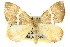  ( - 11ANIC-06556)  @13 [ ] CreativeCommons - Attribution (2011) ANIC/CBG Photography Group Centre for Biodiversity Genomics