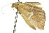  ( - 11ANIC-06557)  @11 [ ] CreativeCommons - Attribution (2011) ANIC/CBG Photography Group Centre for Biodiversity Genomics