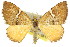  ( - 11ANIC-06558)  @11 [ ] CreativeCommons - Attribution (2011) ANIC/CBG Photography Group Centre for Biodiversity Genomics