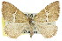  ( - 11ANIC-06559)  @13 [ ] CreativeCommons - Attribution (2011) ANIC/CBG Photography Group Centre for Biodiversity Genomics