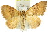  ( - 11ANIC-06563)  @11 [ ] CreativeCommons - Attribution (2011) ANIC/CBG Photography Group Centre for Biodiversity Genomics