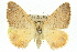  ( - 11ANIC-06565)  @11 [ ] CreativeCommons - Attribution (2011) ANIC/CBG Photography Group Centre for Biodiversity Genomics