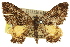  ( - 11ANIC-06604)  @11 [ ] CreativeCommons - Attribution (2011) ANIC/CBG Photography Group Centre for Biodiversity Genomics