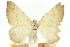  ( - 11ANIC-06605)  @11 [ ] CreativeCommons - Attribution (2011) ANIC/CBG Photography Group Centre for Biodiversity Genomics