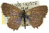  ( - 11ANIC-06653)  @13 [ ] CreativeCommons - Attribution (2011) ANIC/CBG Photography Group Centre for Biodiversity Genomics