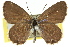  ( - 11ANIC-06656)  @13 [ ] CreativeCommons - Attribution (2011) ANIC/CBG Photography Group Centre for Biodiversity Genomics