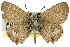 ( - 11ANIC-06657)  @12 [ ] CreativeCommons - Attribution (2011) ANIC/CBG Photography Group Centre for Biodiversity Genomics