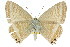  ( - 11ANIC-06687)  @13 [ ] CreativeCommons - Attribution (2011) ANIC/CBG Photography Group Centre for Biodiversity Genomics