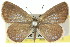  ( - 11ANIC-06700)  @11 [ ] CreativeCommons - Attribution (2011) ANIC/CBG Photography Group Centre for Biodiversity Genomics