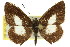  ( - 11ANIC-06719)  @11 [ ] CreativeCommons - Attribution (2011) ANIC/CBG Photography Group Centre for Biodiversity Genomics