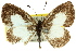  ( - 11ANIC-06721)  @11 [ ] CreativeCommons - Attribution (2011) ANIC/CBG Photography Group Centre for Biodiversity Genomics