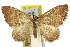  ( - 11ANIC-06770)  @11 [ ] CreativeCommons - Attribution (2011) ANIC/CBG Photography Group Centre for Biodiversity Genomics