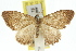  ( - 11ANIC-06771)  @11 [ ] CreativeCommons - Attribution (2011) ANIC/CBG Photography Group Centre for Biodiversity Genomics