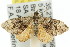  ( - 11ANIC-06832)  @13 [ ] CreativeCommons - Attribution (2011) ANIC/CBG Photography Group Centre for Biodiversity Genomics