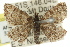  ( - 11ANIC-06839)  @14 [ ] CreativeCommons - Attribution (2011) ANIC/CBG Photography Group Centre for Biodiversity Genomics