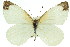  (Elodina parthia - 11ANIC-06865)  @15 [ ] CreativeCommons - Attribution (2011) ANIC/CBG Photography Group Centre for Biodiversity Genomics