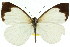  ( - 11ANIC-06868)  @11 [ ] CreativeCommons - Attribution (2011) ANIC/CBG Photography Group Centre for Biodiversity Genomics