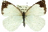  (Elodina angulipennis - 11ANIC-06869)  @14 [ ] CreativeCommons - Attribution (2011) ANIC/CBG Photography Group Centre for Biodiversity Genomics