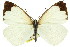  ( - 11ANIC-06870)  @11 [ ] CreativeCommons - Attribution (2011) ANIC/CBG Photography Group Centre for Biodiversity Genomics