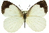  ( - 11ANIC-06871)  @15 [ ] CreativeCommons - Attribution (2011) ANIC/CBG Photography Group Centre for Biodiversity Genomics