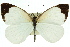  (Elodina queenslandica - 11ANIC-06873)  @15 [ ] CreativeCommons - Attribution (2011) ANIC/CBG Photography Group Centre for Biodiversity Genomics