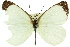  (Elodina claudia - 11ANIC-06878)  @11 [ ] CreativeCommons - Attribution (2011) ANIC/CBG Photography Group Centre for Biodiversity Genomics