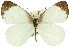  ( - 11ANIC-06879)  @15 [ ] CreativeCommons - Attribution (2011) ANIC/CBG Photography Group Centre for Biodiversity Genomics