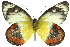  (Delias argenthona - 11ANIC-06882)  @13 [ ] CreativeCommons - Attribution (2011) ANIC/CBG Photography Group Centre for Biodiversity Genomics
