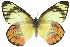  ( - 11ANIC-06883)  @11 [ ] CreativeCommons - Attribution (2011) ANIC/CBG Photography Group Centre for Biodiversity Genomics