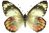  ( - 11ANIC-06884)  @11 [ ] CreativeCommons - Attribution (2011) ANIC/CBG Photography Group Centre for Biodiversity Genomics