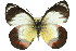  (Delias mysis - 11ANIC-06886)  @15 [ ] CreativeCommons - Attribution (2011) ANIC/CBG Photography Group Centre for Biodiversity Genomics