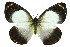  (Delias ennia - 11ANIC-06889)  @14 [ ] CreativeCommons - Attribution (2011) ANIC/CBG Photography Group Centre for Biodiversity Genomics