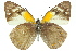  ( - 11ANIC-06894)  @11 [ ] CreativeCommons - Attribution (2011) ANIC/CBG Photography Group Centre for Biodiversity Genomics