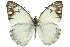  ( - 11ANIC-06895)  @11 [ ] CreativeCommons - Attribution (2011) ANIC/CBG Photography Group Centre for Biodiversity Genomics