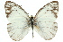  (Delias nysa - 11ANIC-06896)  @14 [ ] CreativeCommons - Attribution (2011) ANIC/CBG Photography Group Centre for Biodiversity Genomics