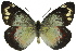  (Delias harpalyce - 11ANIC-06899)  @14 [ ] CreativeCommons - Attribution (2011) ANIC/CBG Photography Group Centre for Biodiversity Genomics