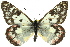  (Delias aganippe - 11ANIC-06901)  @15 [ ] CreativeCommons - Attribution (2011) ANIC/CBG Photography Group Centre for Biodiversity Genomics