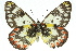  ( - 11ANIC-06902)  @11 [ ] CreativeCommons - Attribution (2011) ANIC/CBG Photography Group Centre for Biodiversity Genomics
