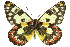  ( - 11ANIC-06903)  @11 [ ] CreativeCommons - Attribution (2011) ANIC/CBG Photography Group Centre for Biodiversity Genomics