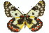  ( - 11ANIC-06904)  @14 [ ] CreativeCommons - Attribution (2011) ANIC/CBG Photography Group Centre for Biodiversity Genomics