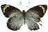  ( - 11ANIC-06905)  @13 [ ] CreativeCommons - Attribution (2011) ANIC/CBG Photography Group Centre for Biodiversity Genomics