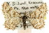  ( - 11ANIC-06943)  @11 [ ] CreativeCommons - Attribution (2011) ANIC/CBG Photography Group Centre for Biodiversity Genomics