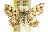  ( - 11ANIC-06945)  @11 [ ] CreativeCommons - Attribution (2011) ANIC/CBG Photography Group Centre for Biodiversity Genomics