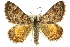  ( - 11ANIC-06948)  @14 [ ] CreativeCommons - Attribution (2011) ANIC/CBG Photography Group Centre for Biodiversity Genomics