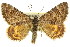  ( - 11ANIC-06949)  @15 [ ] CreativeCommons - Attribution (2011) ANIC/CBG Photography Group Centre for Biodiversity Genomics